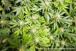 Top view of marijuana plants 5RrvN5