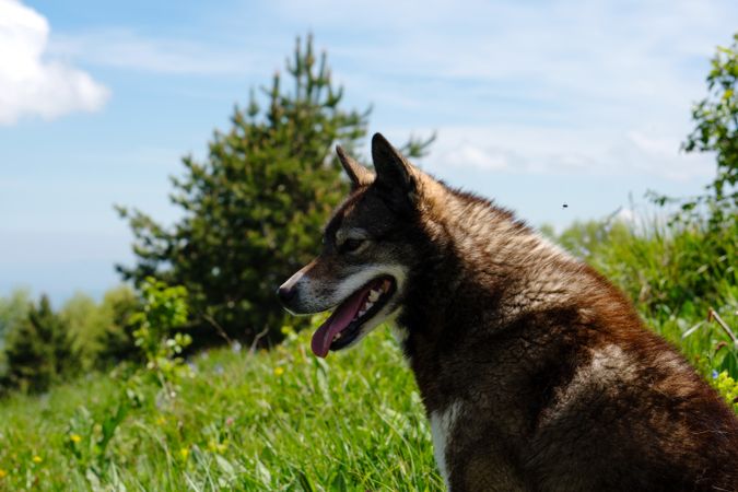 Profile happy dog in green field with mountains