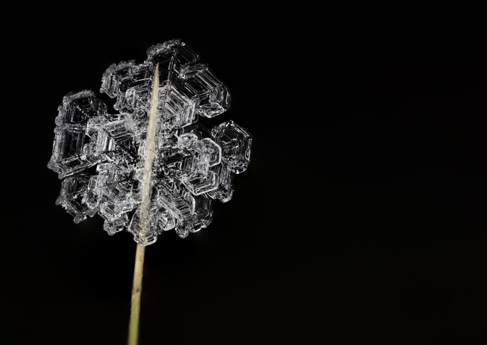 Close up of ice on stick in the wintertime