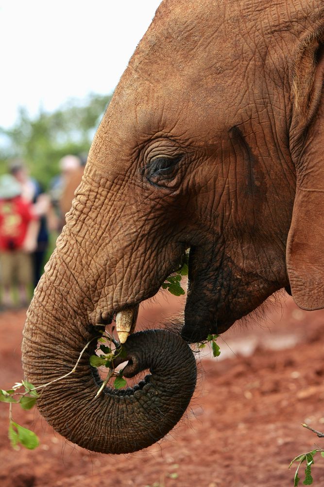 Elephant face