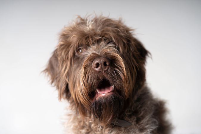 Cute wirehaired griffon dog in studio shoot