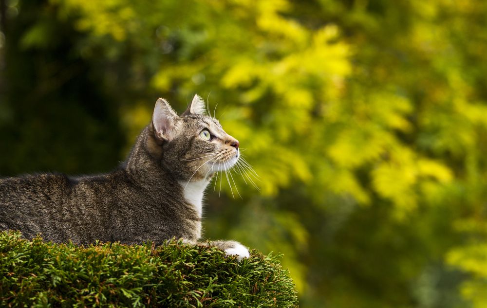 Cat on top of tree hunting in fall season