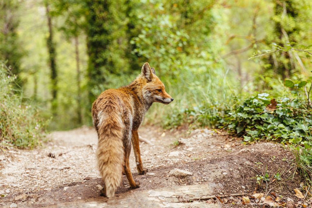 Fox walking through the woods freely