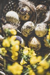 Quail eggs with feather and yellow flowers in basket, close up
