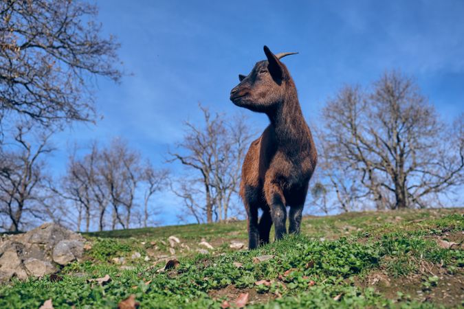 Brown goat standing on grassy lawn among bare trees