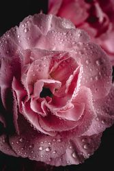 bouquet of pink carnations flowers