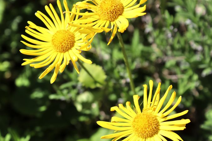 Beautiful flowers in a european garden in different colors
