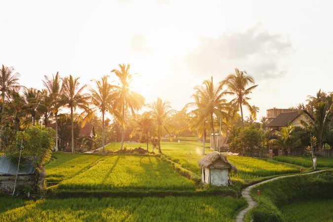 Beautiful idyllic farm land in Bali