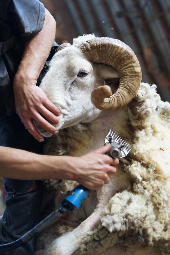 Crop man shearing sheep in barn