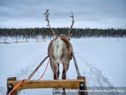 Back of reindeer leading sled on snowy day 0Lxxy0