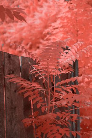 Infrared leaves near lumber fence