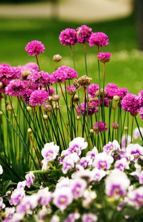 Flowerbed with various flowers in park