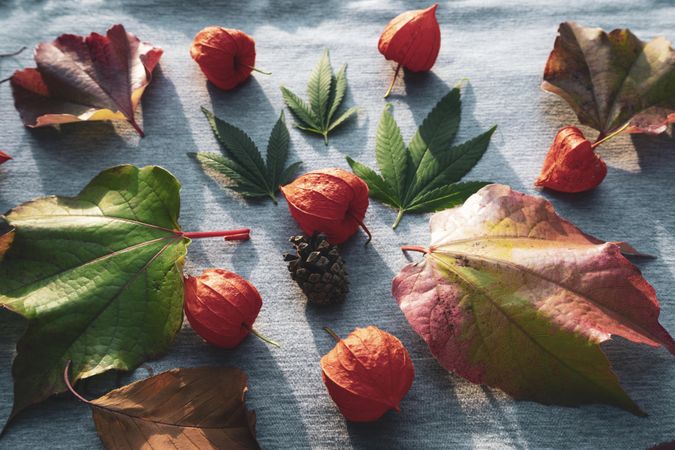 Autumn spread of physalis fruit, fall leaves and marijuana leaves