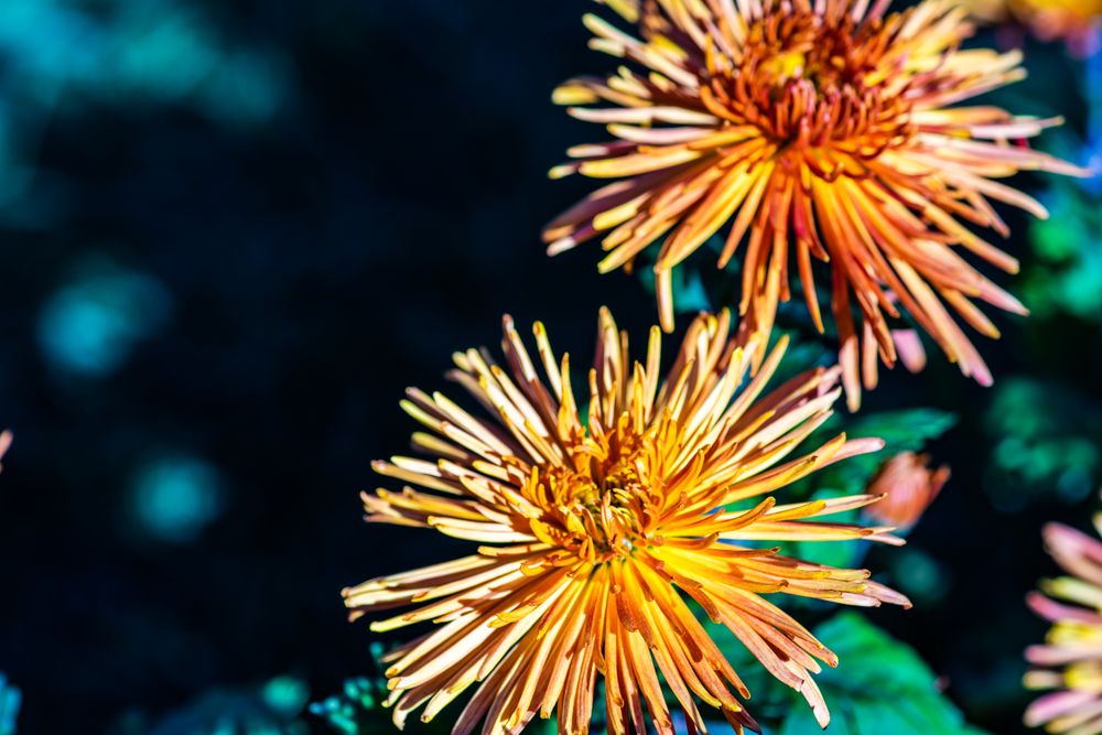 Autumnal flowers in the garden