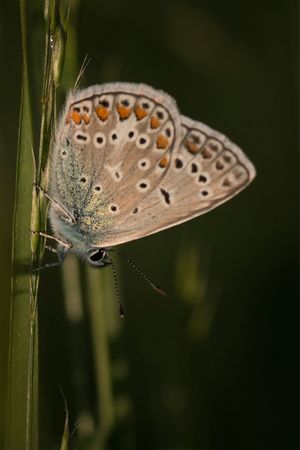Small Copper Butterfly on Twig Close-up Macro