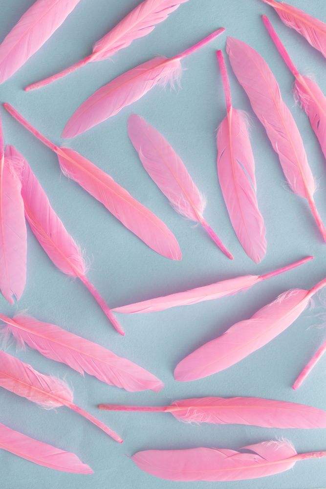 Soft feathers pastel pink on a soft pastel blue background