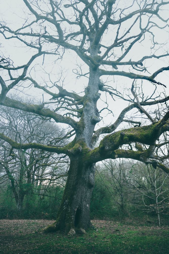 Big old tree covered by moss