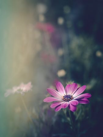 Pretty flower growing in garden