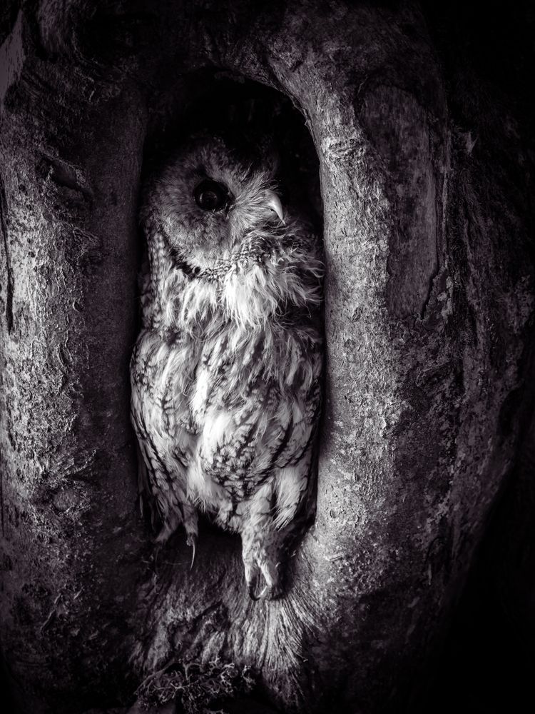 Taxidermy Owl perched inside tree trunch hollow