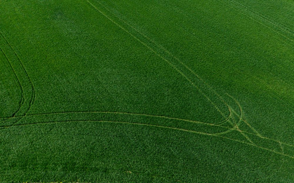 A drone view of the beautiful of young green meadows