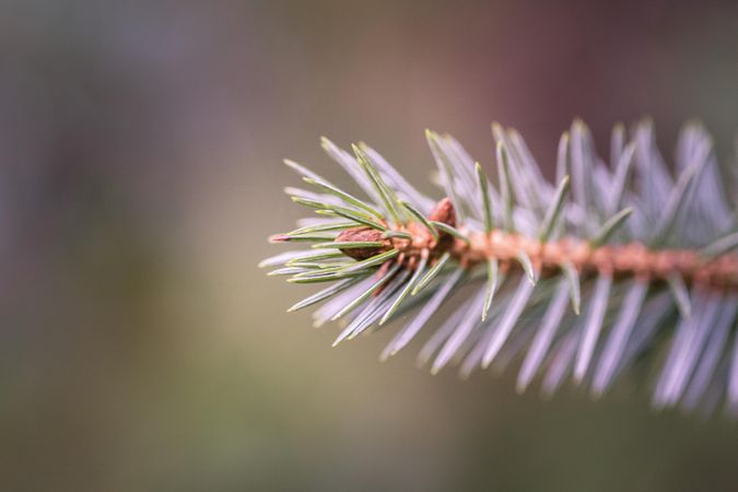 Close up of end of pine needles