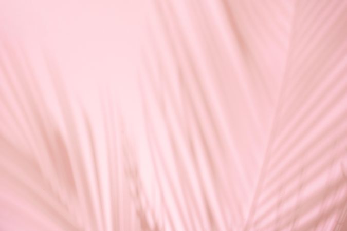 Tropical palm leaf shadows against pink background