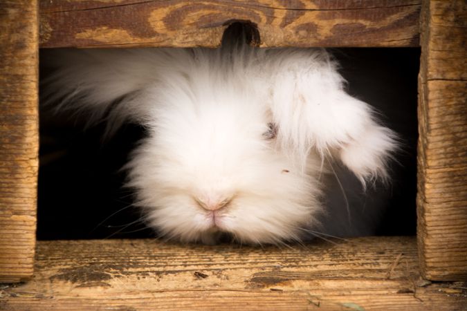 Fluffy rabbit peeking from wooden box