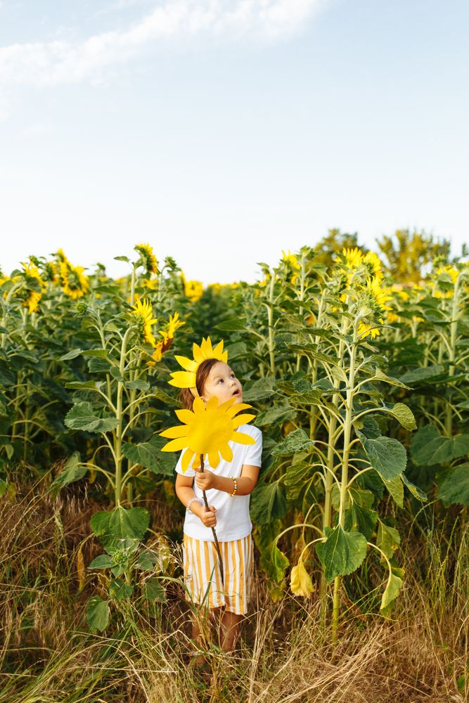 Cute child in blooming sunflower field