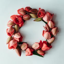 Tulip wreath on light  background