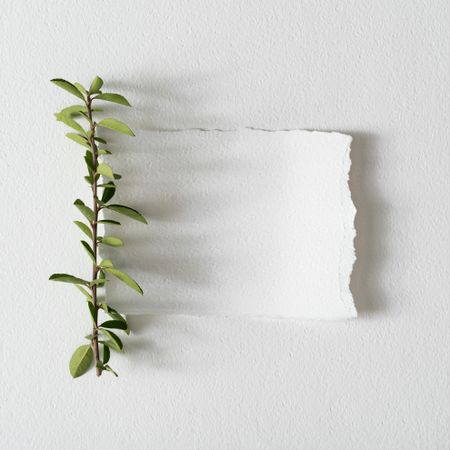 Green twig with light paper note