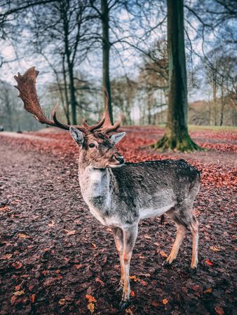 Wild deer in forest