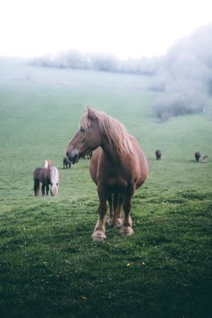 Chestnut horses standing in countryside