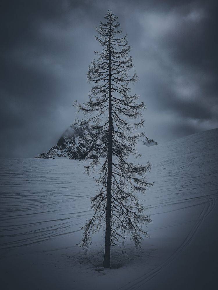 A dead lone fir in the dead of winter, Videmanette Switzerland