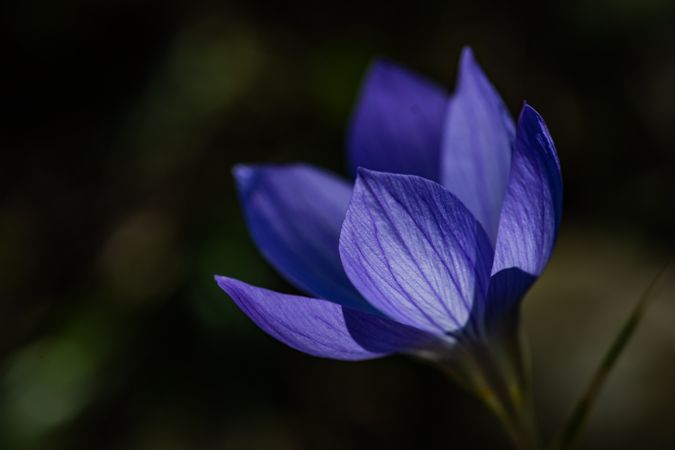 Autumn flowers - Colchicum autumnale