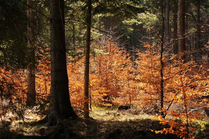Old big tree in autumn forest