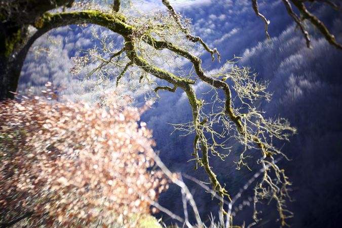 Green branches covered with moss