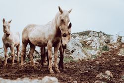 Horses pasturing on meadow