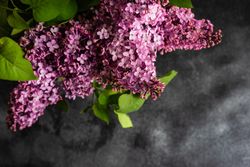 Spring floral card concept with pink lilac flowers on grey counter