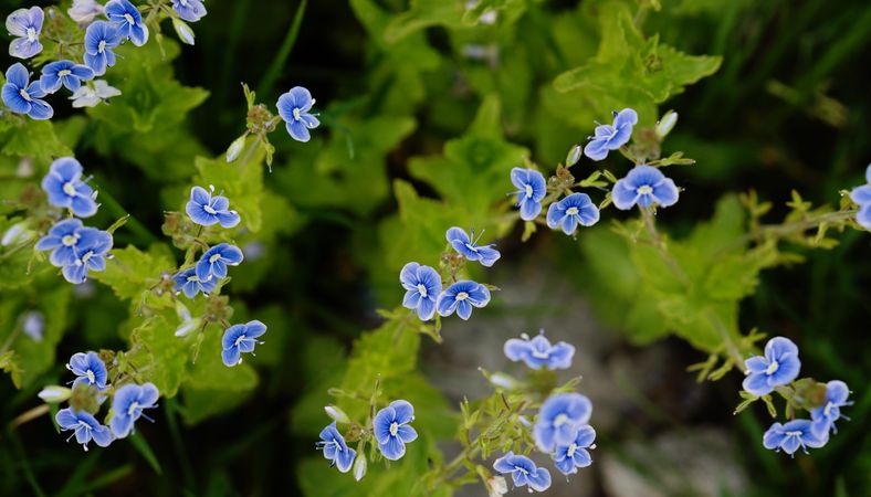 Cluster of small blue flowers