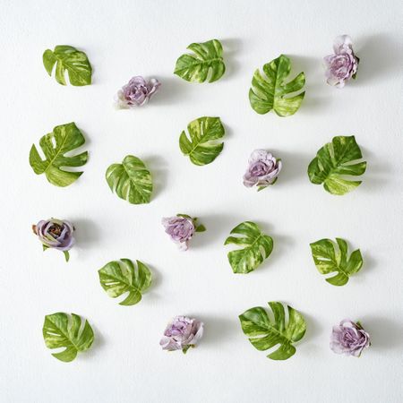 Monstera leaves and purple flowers on light background