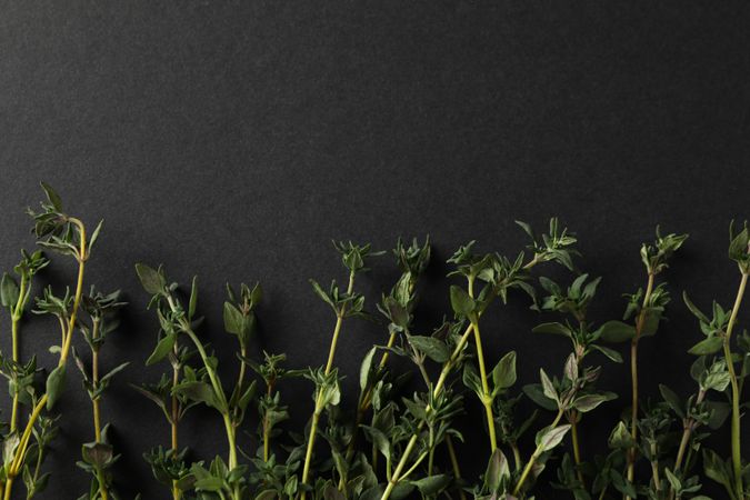 Top view of  rows of thyme sprigs