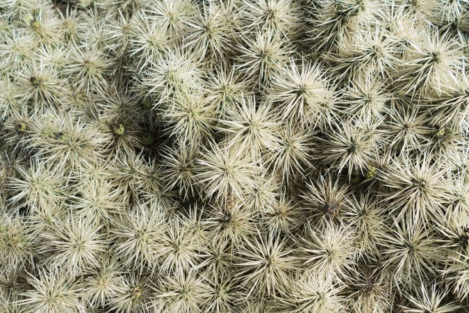 Bunch of prickly cactus