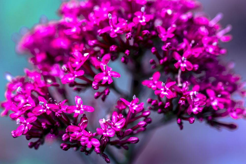 Close up of bright pink flowers
