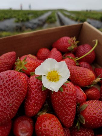 Close up of strawberrys with blossom