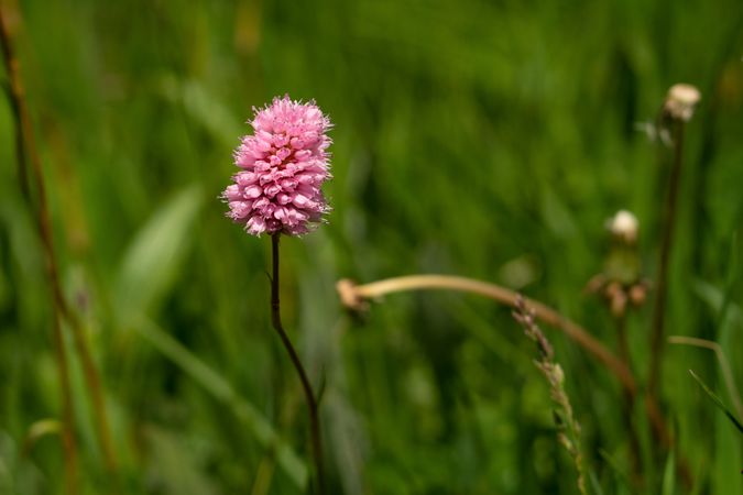 Pink wildflower in green meadow