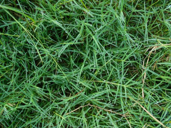 green grass
