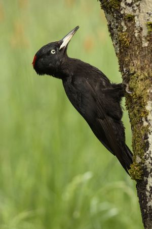 Wonderful bird on wood