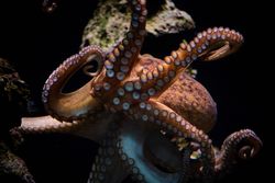 Octopus swimming underwater in ocean
