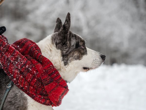 Funny corgi on the winter snow in a scarf. Winter clothes.