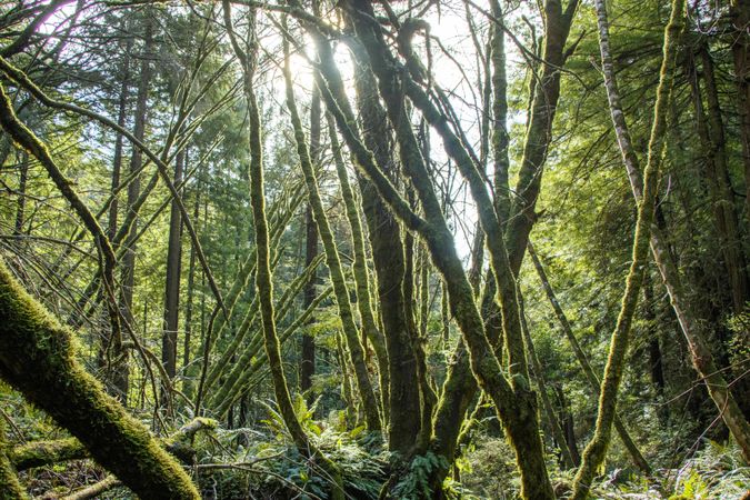 Mossy thin tree trunks in sunny forest